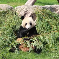 アドベンチャーワールドの写真・動画_image_583284