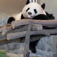 アドベンチャーワールドの写真・動画_image_583285