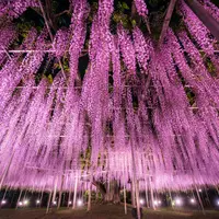 あしかがフラワーパークの写真・動画_image_583286