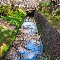 哲学の道の写真・動画_image_584272