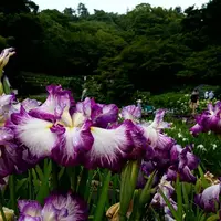 卯辰山花菖蒲園の写真・動画_image_599067