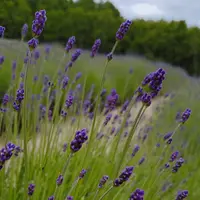 ファーム富田の写真・動画_image_603827