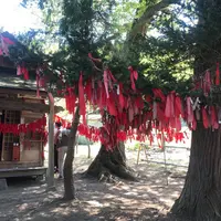 卯子酉様の写真・動画_image_619520