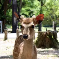 奈良公園の写真・動画_image_622613