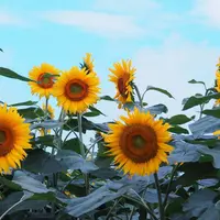 明野のひまわり畑の写真・動画_image_623028