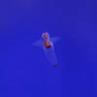 オホーツク流氷館の写真・動画_image_623843