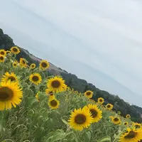 島原レタスクラブの写真・動画_image_629158