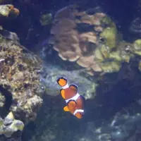 Under Water World（アンダーウォーターワールド）の写真・動画_image_629305