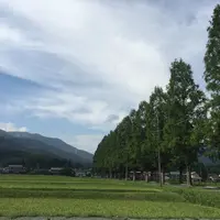 メタセコイア並木の写真・動画_image_631961