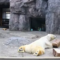 旭川市 旭山動物園の写真・動画_image_633653