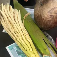 ココナッツファームの写真・動画_image_635113