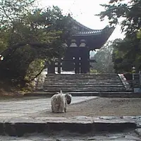 東大寺鐘楼(奈良太郎)の写真・動画_image_636331