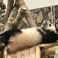 アドベンチャーワールドの写真・動画_image_640761