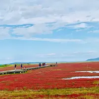 能取湖のサンゴ草群落の写真・動画_image_654512