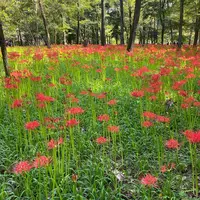 曼珠沙華公園の写真・動画_image_656973