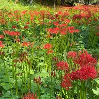 曼珠沙華公園の写真・動画_image_656989