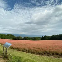 赤そばの里の写真・動画_image_657627