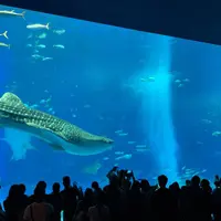 沖縄美ら海水族館の写真・動画_image_658567