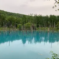 白金青い池の写真・動画_image_679763