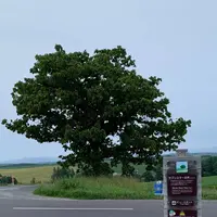 セブンスターの木の写真・動画_image_679770