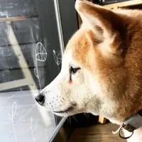 Dining café あん子の庭の写真・動画_image_691315