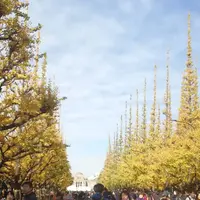 明治神宮外苑いちょう並木の写真・動画_image_692831