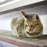 侯硐の写真・動画_image_696611