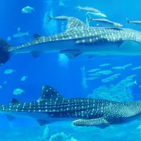 沖縄美ら海水族館の写真・動画_image_700049