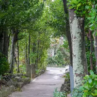 備瀬のフクギ並木の写真・動画_image_700051