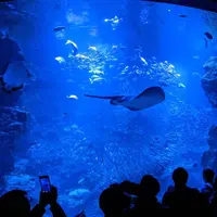 京都水族館の写真・動画_image_706445