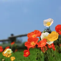 香山ラベンダーの丘の写真・動画_image_709762