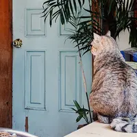 36.5'C 여름の写真・動画_image_712736