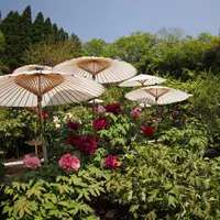 茂原牡丹園の写真・動画_image_715522