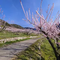 松代東条のあんずの写真・動画_image_717160