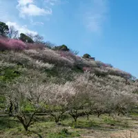 七折梅園の写真・動画_image_717255