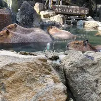 伊豆シャボテン動物公園の写真・動画_image_719142
