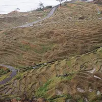 白米千枚田の写真・動画_image_719784