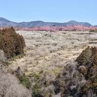箕郷梅林の写真・動画_image_720125