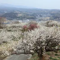 榛名梅林の写真・動画_image_720126