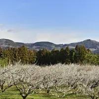 秋間梅林の写真・動画_image_720127