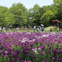 阿波岐原森林公園のハナショウブの写真・動画_image_721873