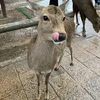 奈良公園の写真・動画_image_723494