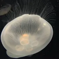 海遊館の写真・動画_image_723498