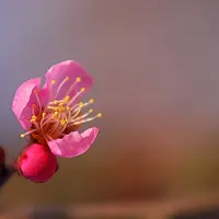大屋梅林と屋敷梅の写真・動画_image_723716