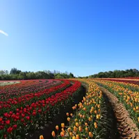 世羅高原農場の写真・動画_image_724720