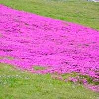 大森リゾート村の写真・動画_image_725382
