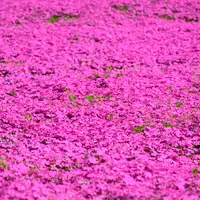 大森リゾート村の写真・動画_image_725383