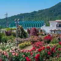 よしうみバラ公園の写真・動画_image_727129