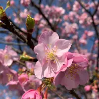 河津桜まつりの写真・動画_image_727307