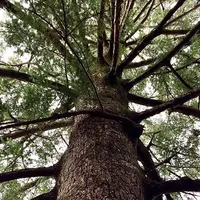 久久能智の聖木の写真・動画_image_728194